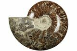 Polished Ammonite (Cleoniceras) Fossil - Madagascar #205139-1